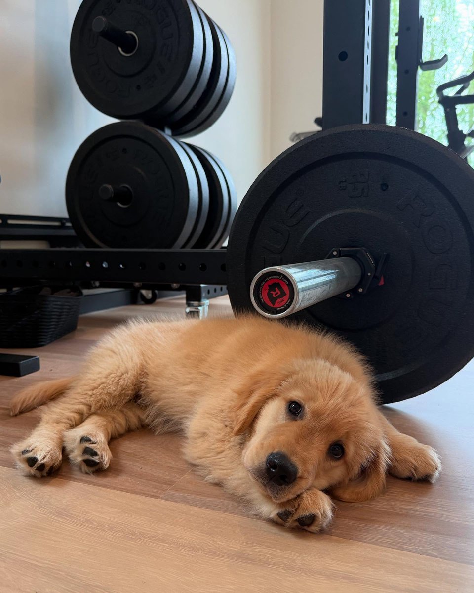 RogueFitness's tweet photo. What is the only thing we love more than gym photos?
Gym photos featuring your pets. 🐾 📸
https://t.co/6RpF4Kkelh https://t.co/mHurk5WJY9