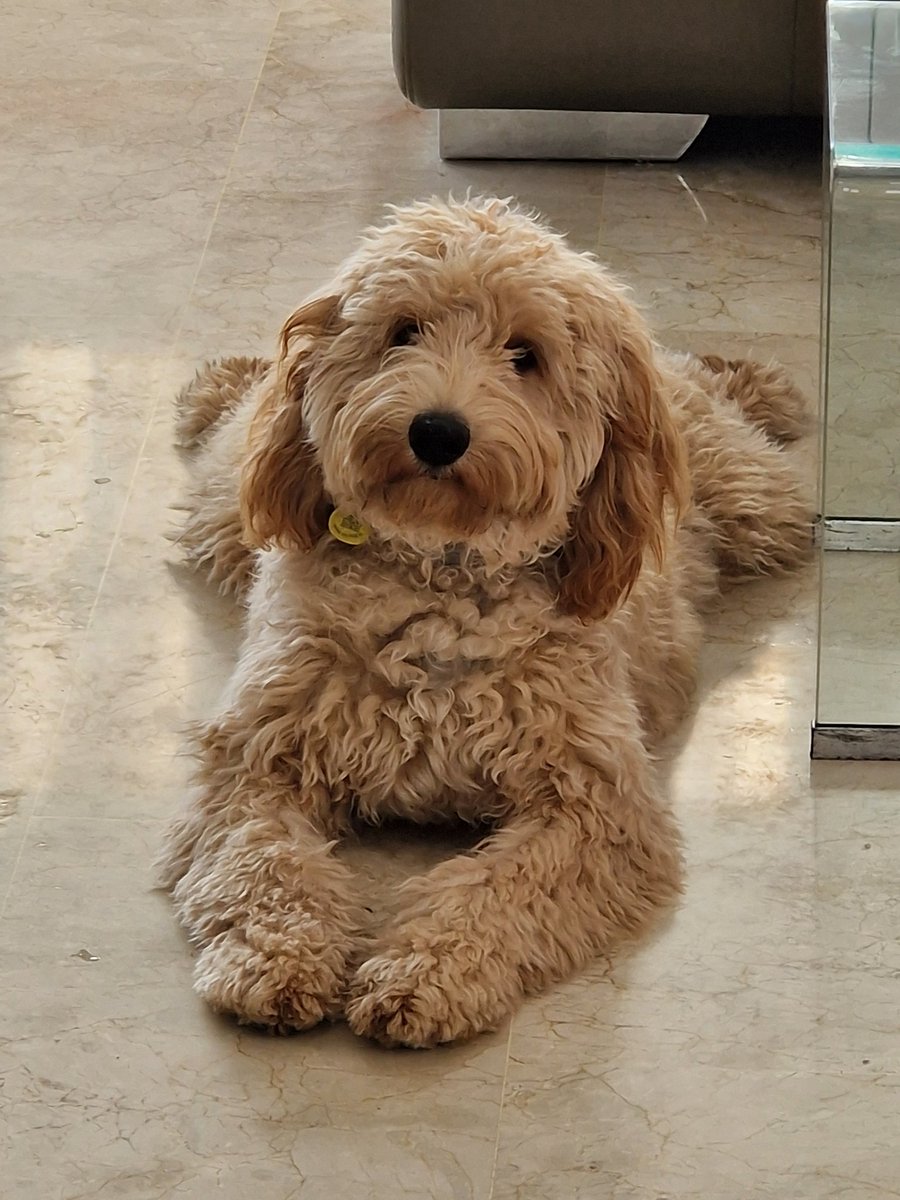 Perfect Princess?  #puppylove