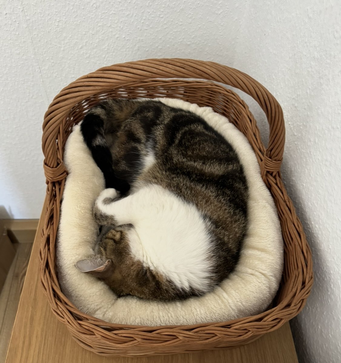 „Es ist nicht nur wichtig, für jede Katze das passende Körbchen zu finden, sondern auch für jedes Körbchen die passende Katze.“

(Menschin von #MoosEmi, Carlos und Gustav, 2025)