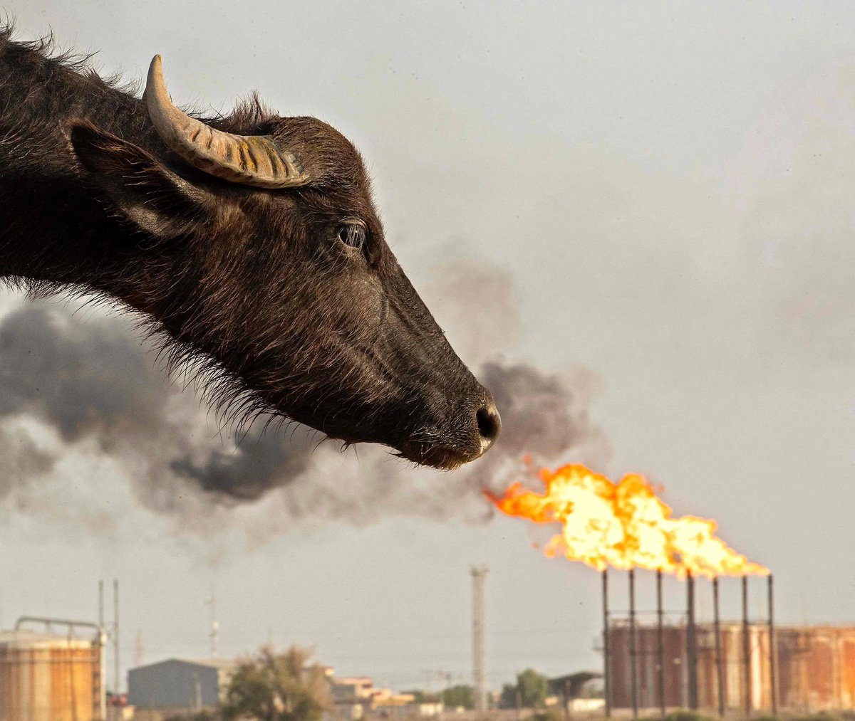 Water buffalo across from the Nahr Bin Omar oilfield, Iraq, Basra (2022) 

Photographer Hussein Faleh
