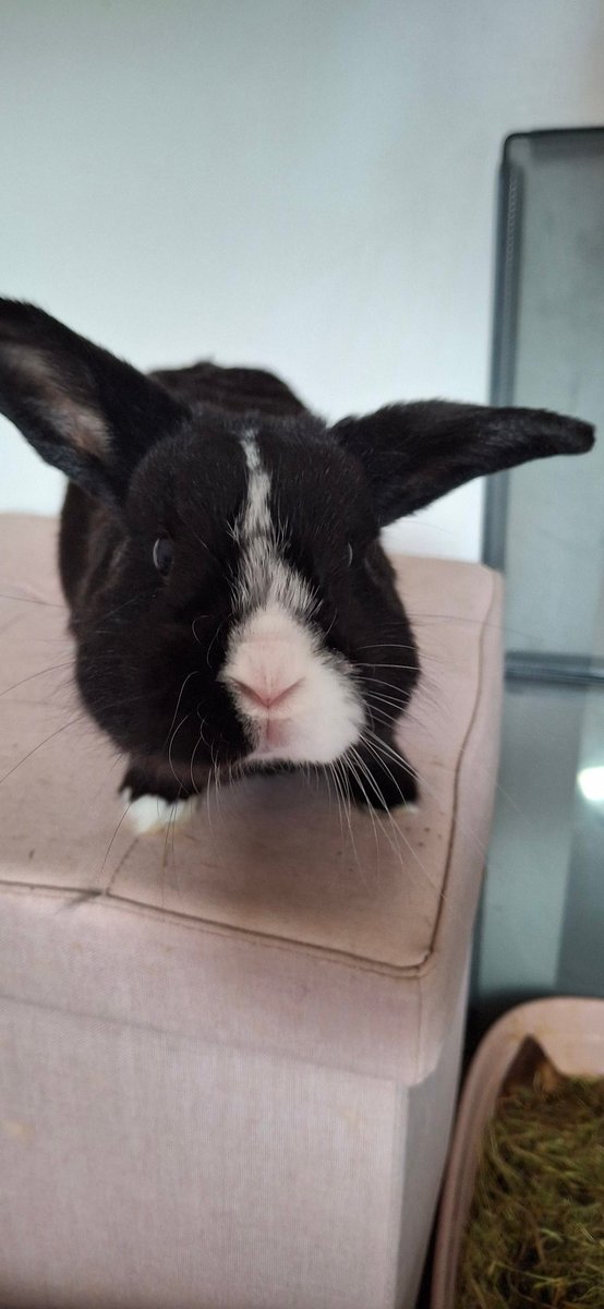 Tomorrow is the start of Ross' bonding week, and if successful, he'll be hopping off to his new home 🐾🤞🏼🏡