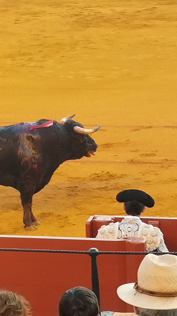 Novillo de Julio de la Puerta lidiado ayer 26 de junio de 2025 en Sevilla aprobado por el presidente José Luque Teruel. A lo largo de la temporada Maestrante las 6 novilladas de abono han presentado reses mal presentadas.