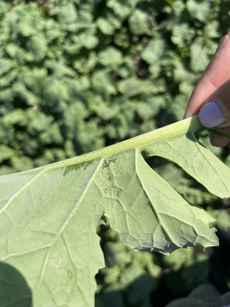 After the rain this week, truck got a birthday bath, I get to spend the morning with my favourite crop #oats and some extra finds in canola.  #35