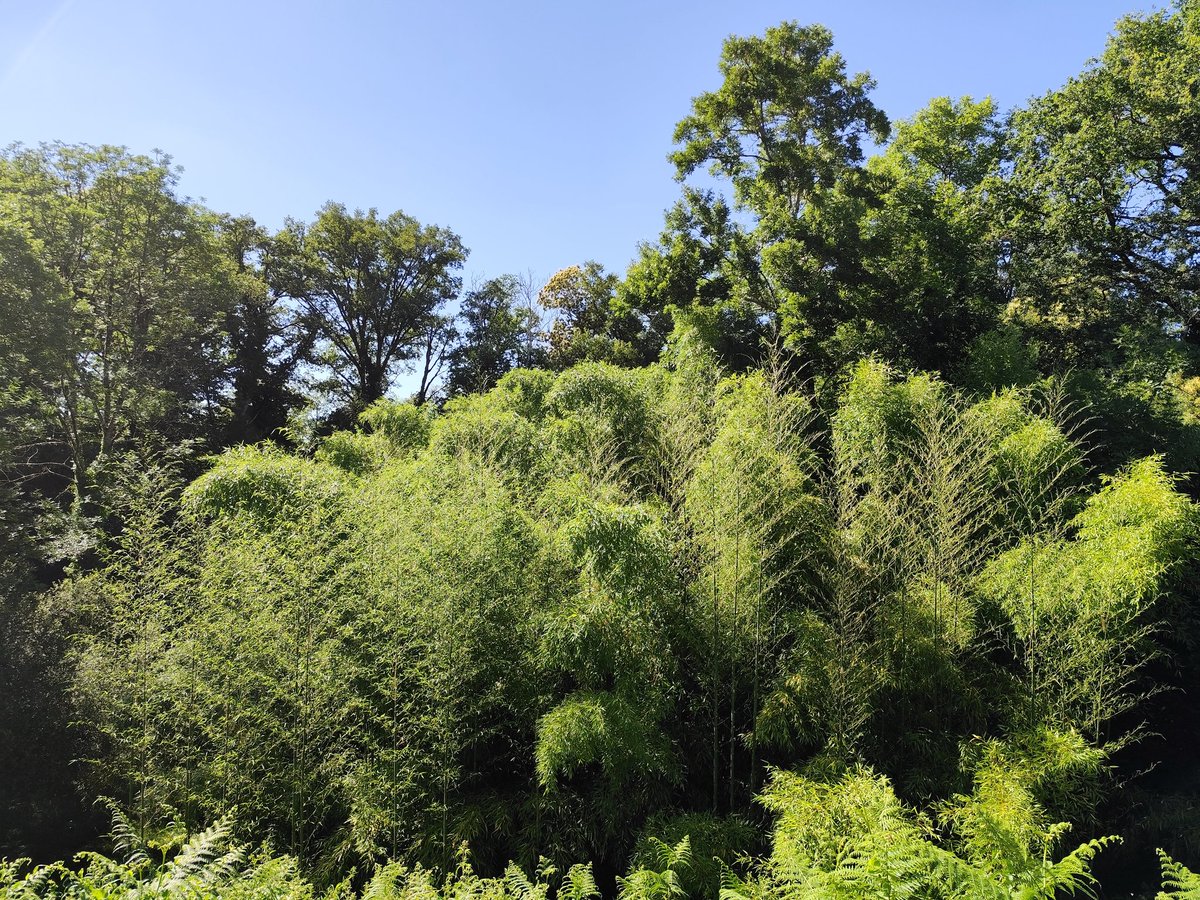 En une semaine, les bambous ont grandi de 2 mètres 50 !