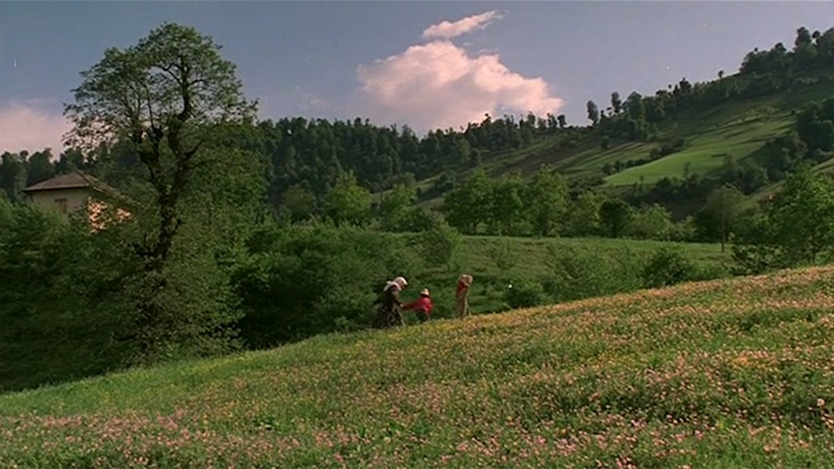 acacinema's tweet image. The Color of Paradise.