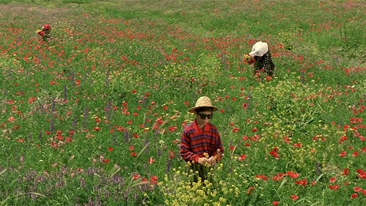 acacinema's tweet image. The Color of Paradise.