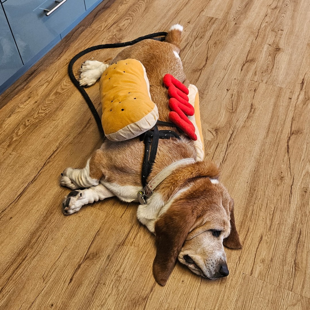 🌭🐶 We made it to Friday! Frankly - we are excited it's the weekend. Enjoy your weekend, stay cool, and maybe take a nap like this hot dog hero. You’ve earned it... and to top it off #AirQuality forecast is looking GOOD all weekend!😴🌭