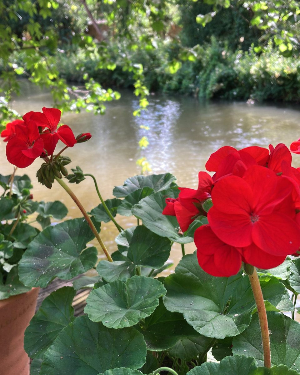 mhauser_author's tweet image. 