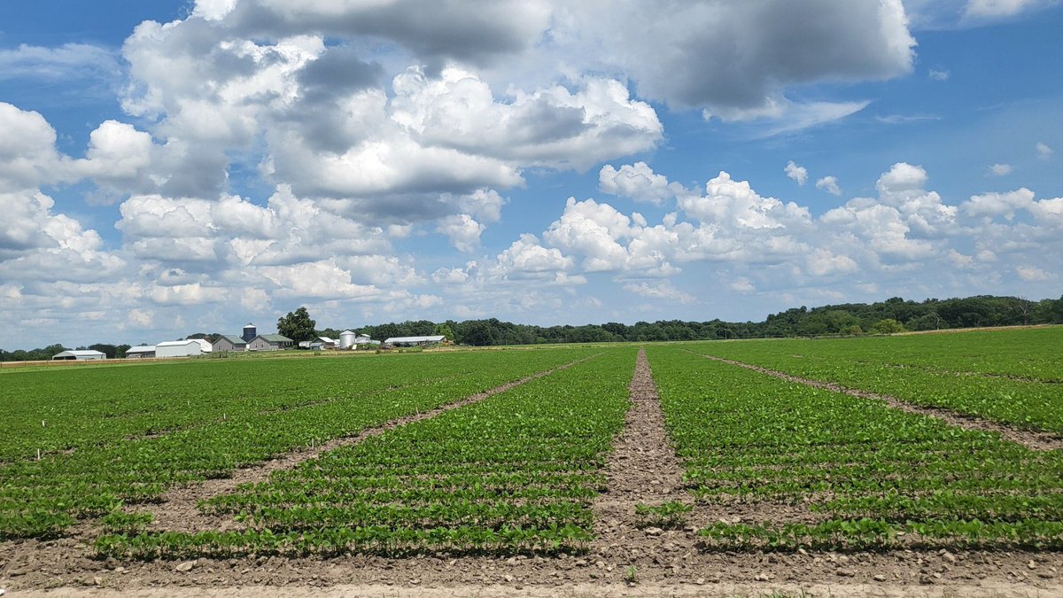 BayerTraits's tweet image. What's your favorite part of farming soybeans during the summer? Here's a peek at Vyconic, in-ground at our research plot in Jerseyville, IL.