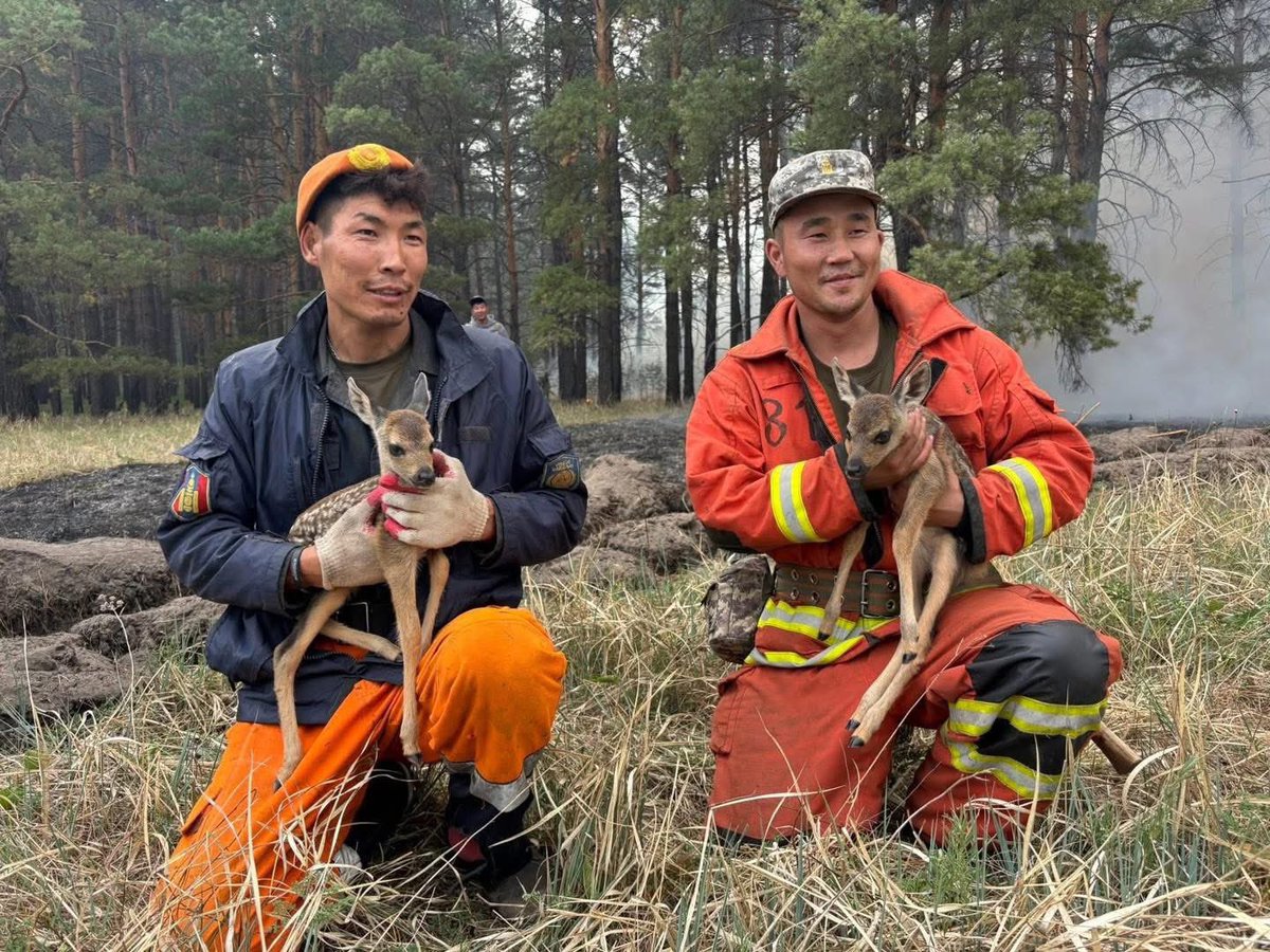 Шууд Бэмби л санаанд орж байна аврагчийнхаа цалин хөлс, хангамжийг нэмэхсэн дээ
