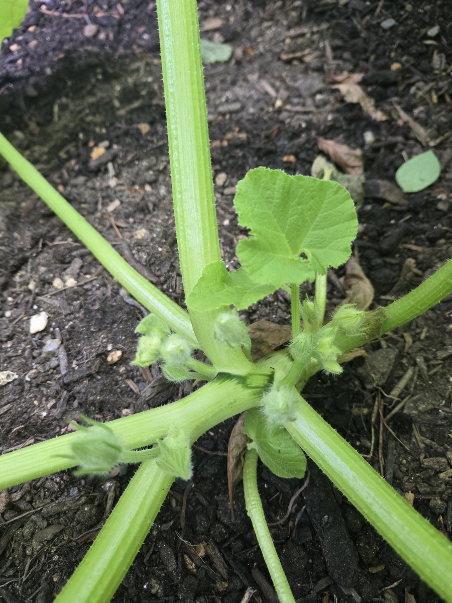 Pumpkins are growing!

#garden #gardenshour #gardeningtips