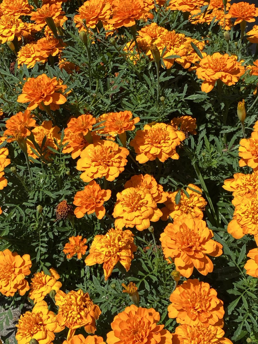 A sea of Marigolds for #FlowersonFriday. They’re great companion plants for a lot of veggies! Good Friday, everyone! #GardeningX #TGIF