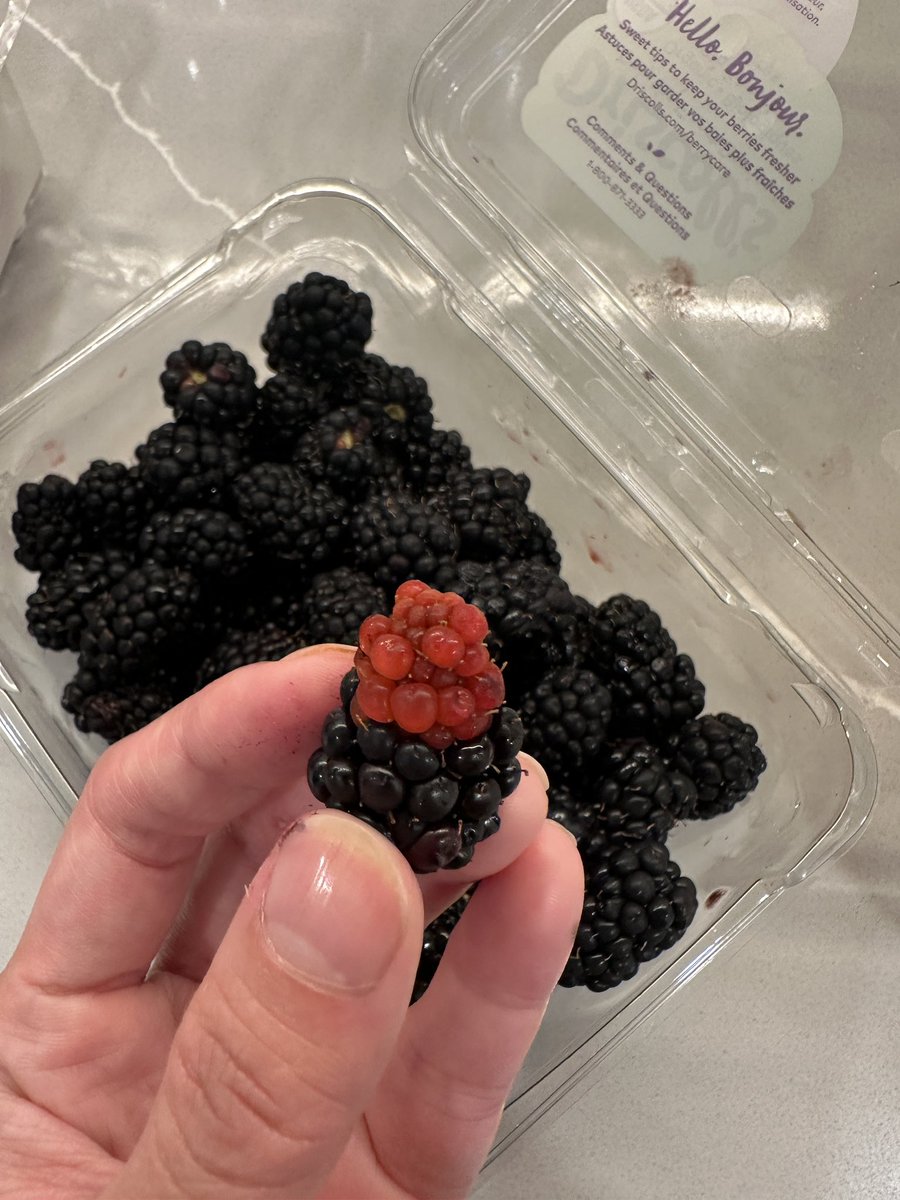 I found the strangest blackberry today.

The red part was really hard. I didn’t eat it. Weirded me out.