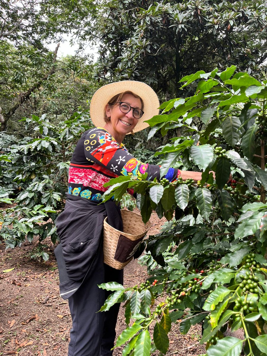 ¡Hoy celebramos el #DíaNacionalDelCafé! ☕️ Ven y vive el aroma y sabor de #Colombia con nuestras experiencias cafeteras únicas. Visita fincas, aprende del proceso y degusta el mejor café del mundo ¡Tu aventura cafetera te espera! 

#Turismo #ViajaPorColombia