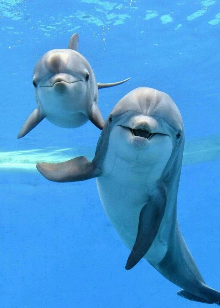 InformaCosmos's tweet photo. Los delfines tienen una forma de comunicación sorprendentemente avanzada: se llaman entre sí usando silbidos únicos, que funcionan como “nombres”. 

Cada delfín desarrolla su propio silbido característico desde joven, y otros delfines lo utilizan para dirigirse a él de manera individual. 

Estos silbidos son tan precisos que permiten mantener el contacto en grupos grandes o cuando están separados.