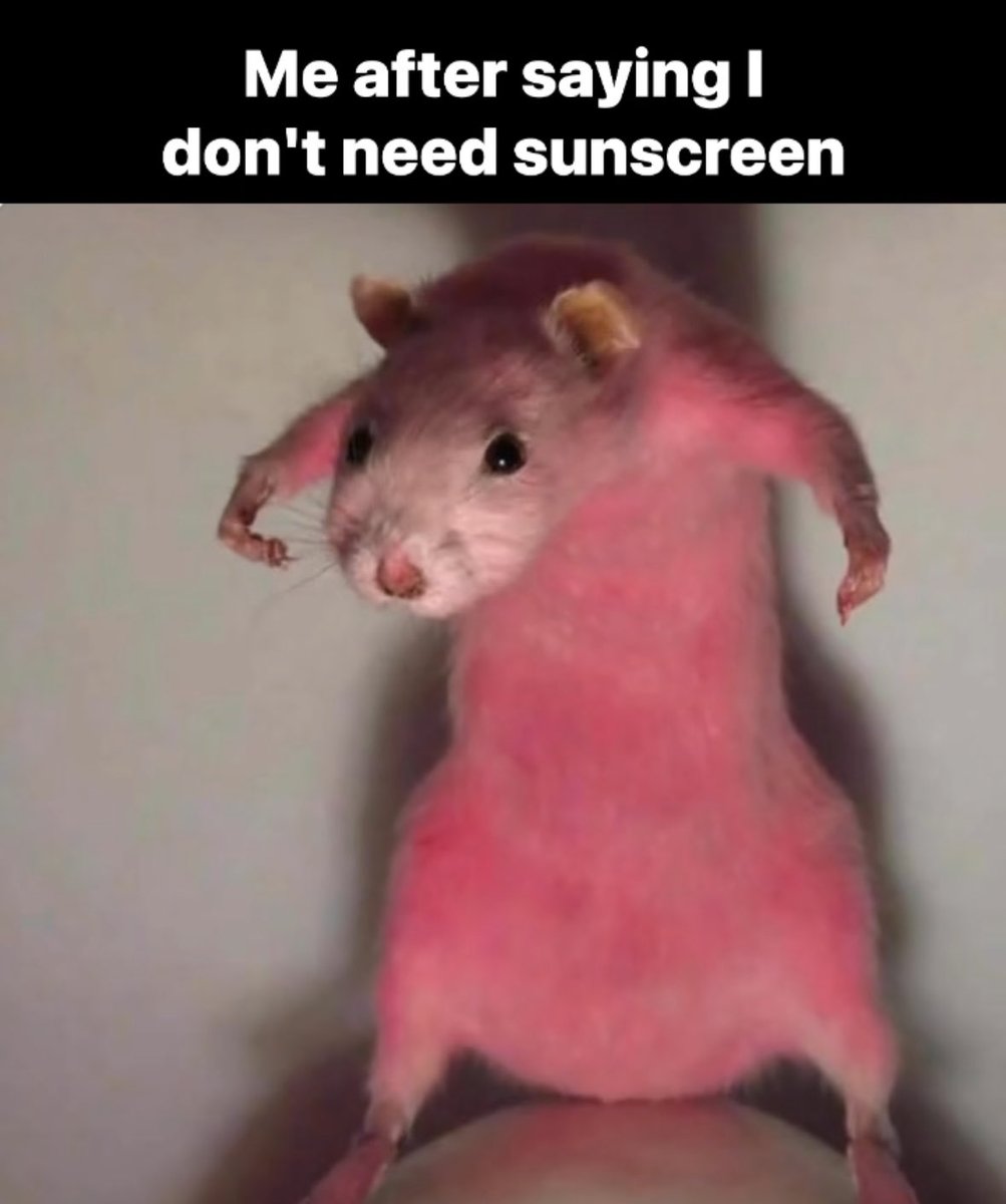 Respectful Memes (@respectfulmemes) on Twitter photo 