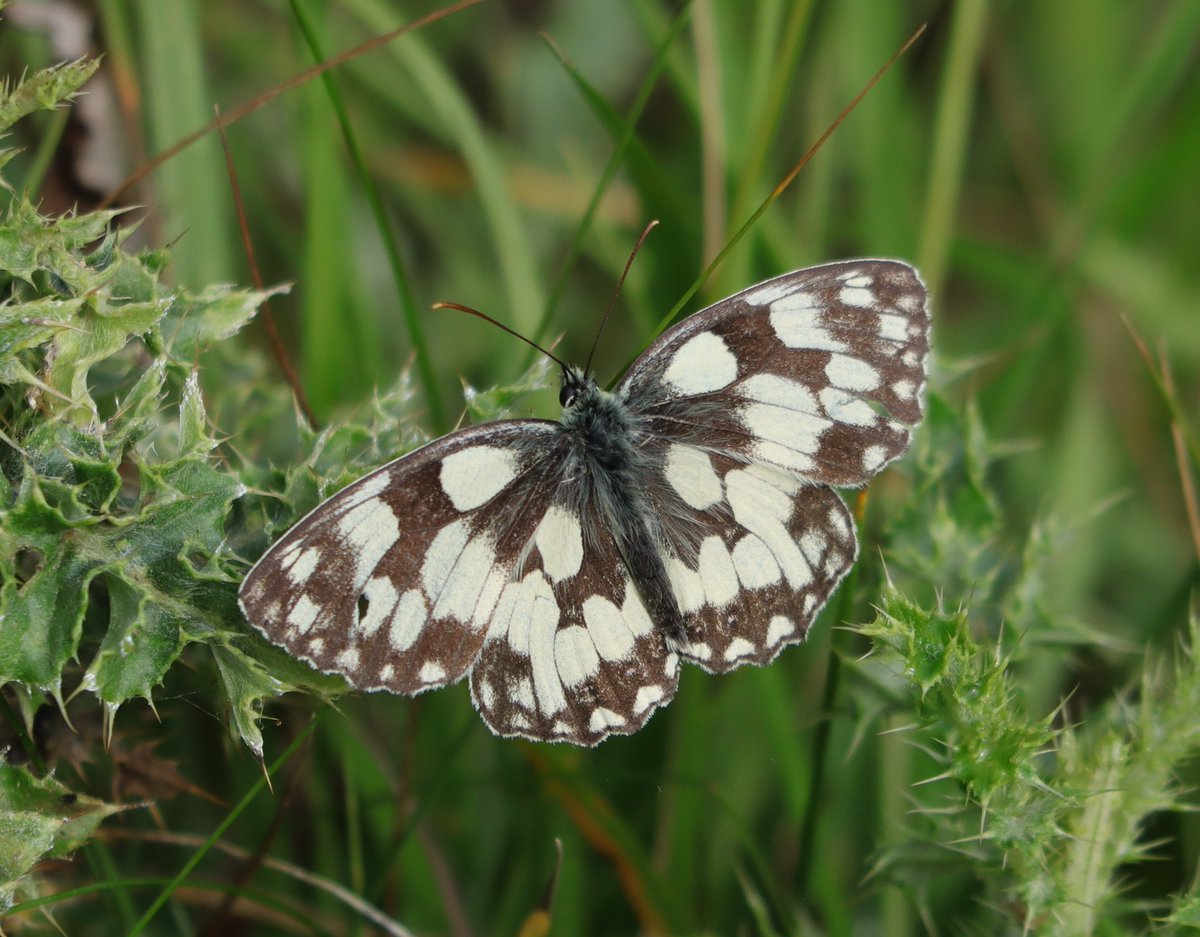 Tony Stanford (@tstanford3722) on Twitter photo Lots of Marbled White Butterflies about today at Pitsford Water NR. <a href="/BedsNthantsBC/">Beds and Northants BC</a> <a href="/wildlifebcn/">The Wildlife Trust for Beds, Cambs & Northants</a> <a href="/Natures_Voice/">RSPB</a> <a href="/NatureUK/">NatureUK</a> <a href="/Britnatureguide/">The British Nature Guide</a> #NaturePhotography Lots of Marbled White Butterflies about today at Pitsford Water NR. <a href="/BedsNthantsBC/">Beds and Northants BC</a> <a href="/wildlifebcn/">The Wildlife Trust for Beds, Cambs & Northants</a> <a href="/Natures_Voice/">RSPB</a> <a href="/NatureUK/">NatureUK</a> <a href="/Britnatureguide/">The British Nature Guide</a> #NaturePhotography