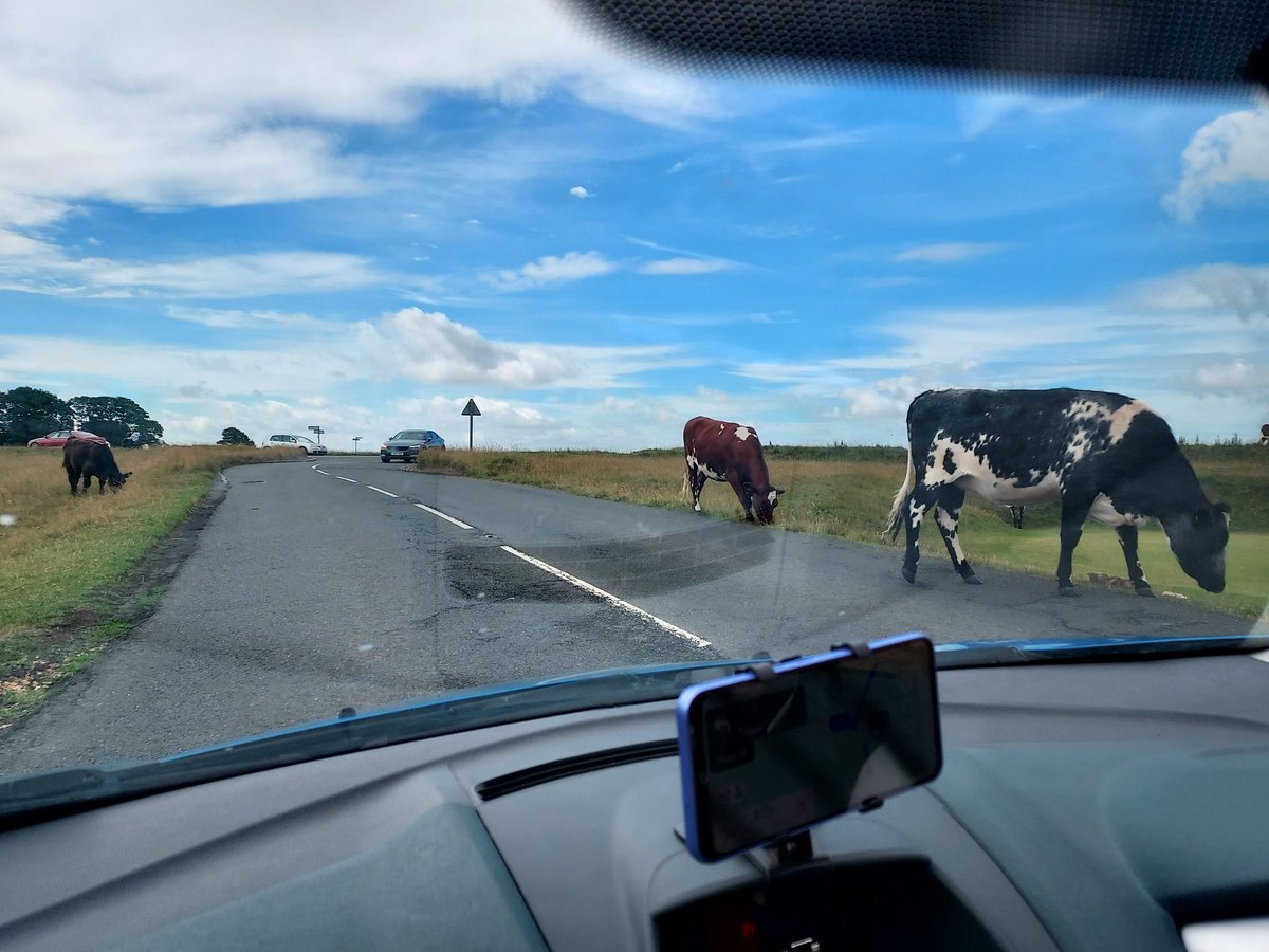 Ruddy cows thinking they own the roads here. Pull the udder one.