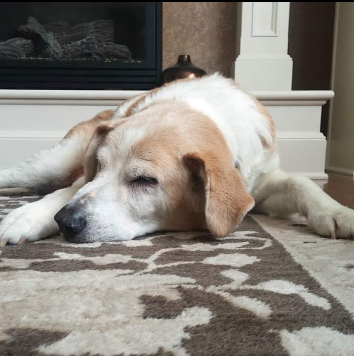 9 years ago today we had to put Wrigley down. Such a good boy.