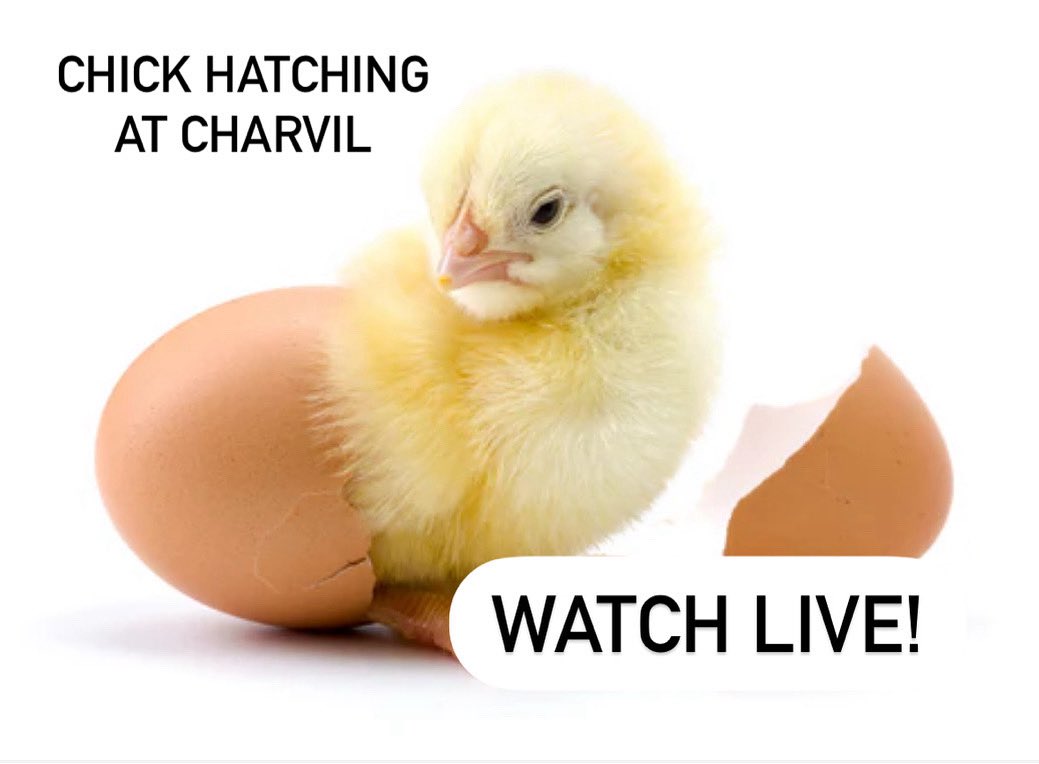 CharvilPiggott's tweet photo. https://t.co/OMH1k2EcLN https://t.co/yR4T6NsF8F