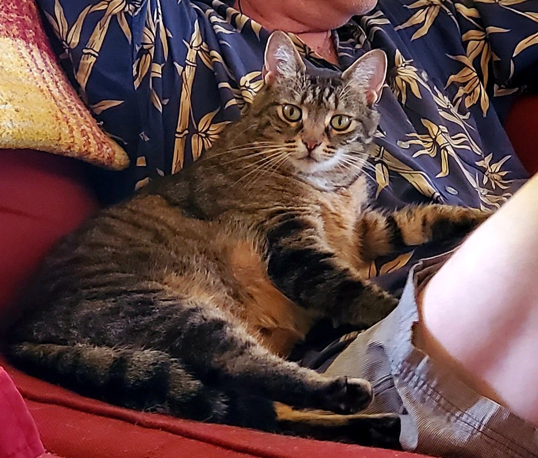 BM1531's tweet image. Tiger&apos;s utter dismay at being told to share daddy with her siblings