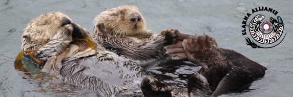 ElakhaA's tweet image. We Otter Celebrate 🥳🐾 - mailchi.mp/elakhaalliance…