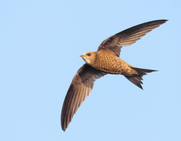 🐦The First Pallid Swifts Are Starting to Migrate! They spend nearly 100% of their lives in flight-eating, drinking, sleeping, and even mating while airborne. They only land to breed and raise their chicks! 
🔗tinyurl.com/nzzuzmb4 

#birdofthemonth #birdmigration #conservation