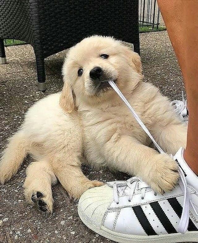 Animal Lover tweet media