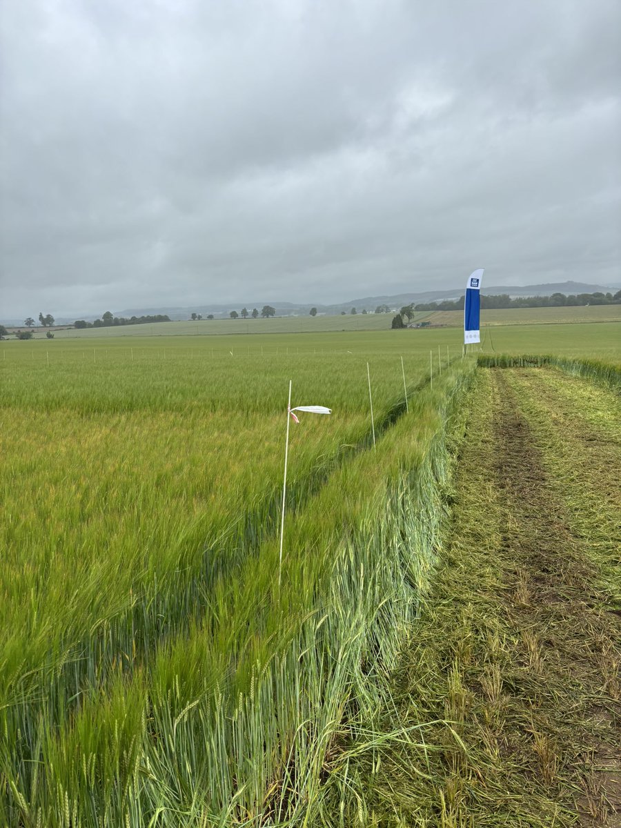 Good discussions at the <a href="/Yara_UK/">Yara UK</a> Scottish Crop Nutrition Hub today in our spring barley trial 🌾 📊 👩‍🔬