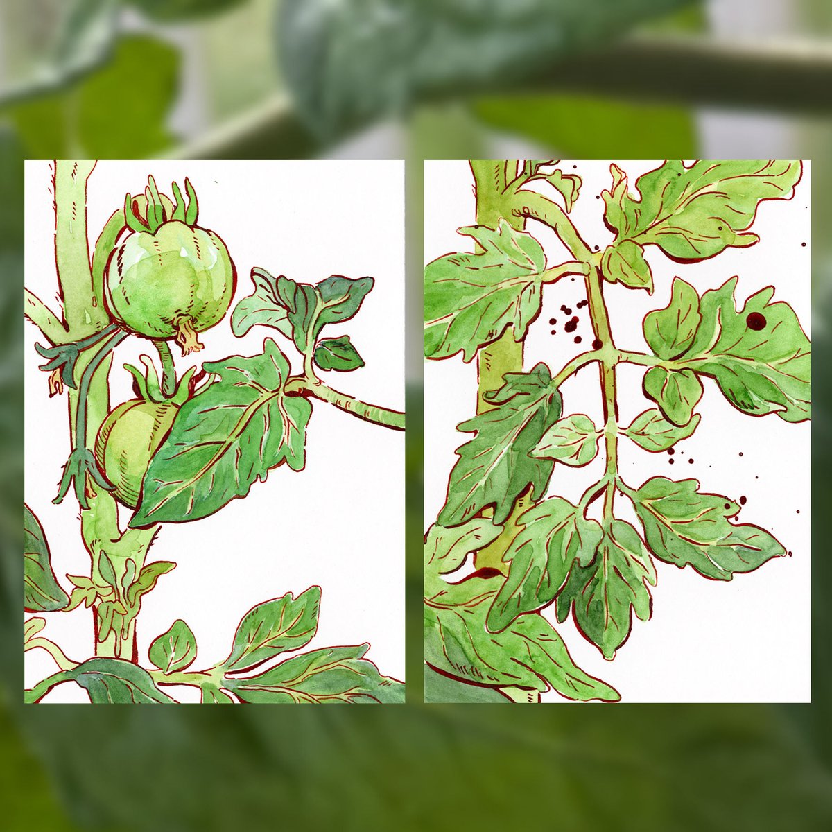 andthegrunlings's tweet image. Little tomato 🌱 Color vs Lineart :) Done with red ink for the lines and watercolor for the rest ✨ Get this couple of original on my website, I bet they would look cute in your kitchen #watercolour #inkart #veggie #gardening #natureart #green #tomato