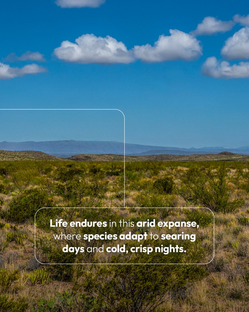 🌵 On El Carmen’s 25th anniversary, we celebrate one of North America’s most remarkable ecosystems. 

El Carmen Nature Reserve protects a vast network of desert scrublands adapted to nutrient-poor soils, sustaining the delicate balance of biodiversity.