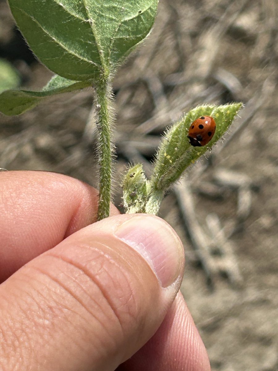 Ryan Benjamins (@ryanbenjamins) on Twitter photo Aphids are hard to find until I check a plant with a ladybug.  Keep going beneficials! Aphids are hard to find until I check a plant with a ladybug.  Keep going beneficials!