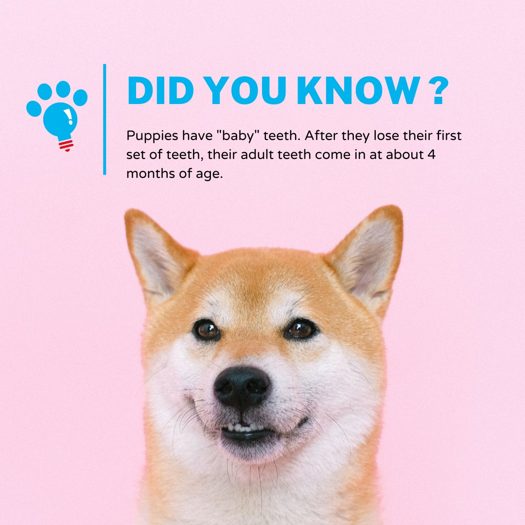 PawinspiredUS's tweet photo. 💡 Puppy Fact Alert! 🦷 
Just like us, puppies start with baby teeth—then around 4 months old, their adult chompers start coming in! So if your pup is extra chewy lately… now you know why. 😉

#FunFactFriday #FunFacts #DogFacts #DidYouKnow #PuppyLife #DogParents https://t.co/Mi6Cys8Kfd