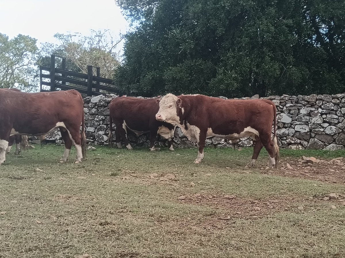 Recibimos una linda visita de productores de Río Negro, que vinieron a conversar acerca de gamaderia regenerativa.