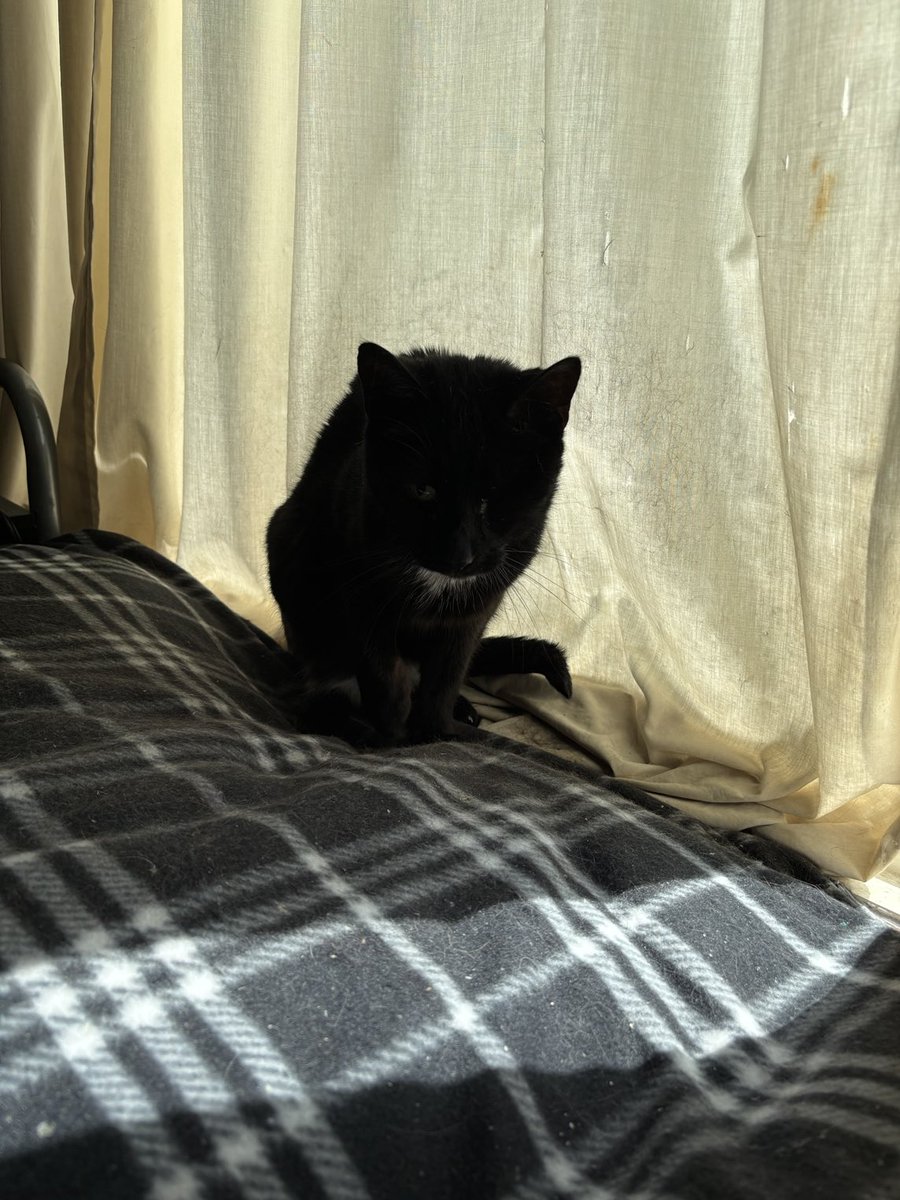 Miss Sadie aka ShadowCat