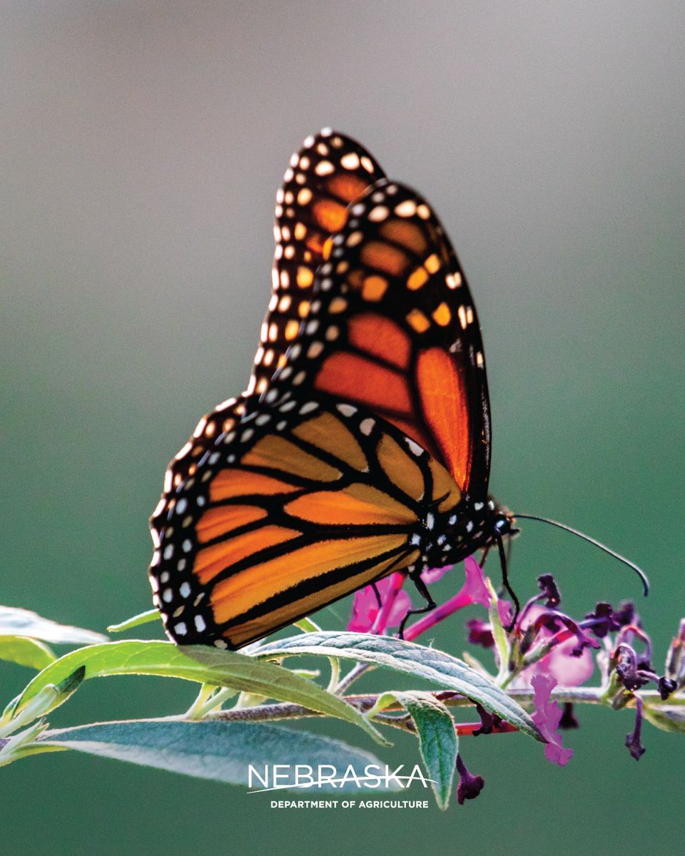 As we’re wrapping up Pollinator Month, let's remember that bees aren’t the only pollinating species. Flies, butterflies and moths are insect pollinators. Bats and birds, especially hummingbirds, are also pollinators, namely with night-blooming flowers and long, tubular flowers.