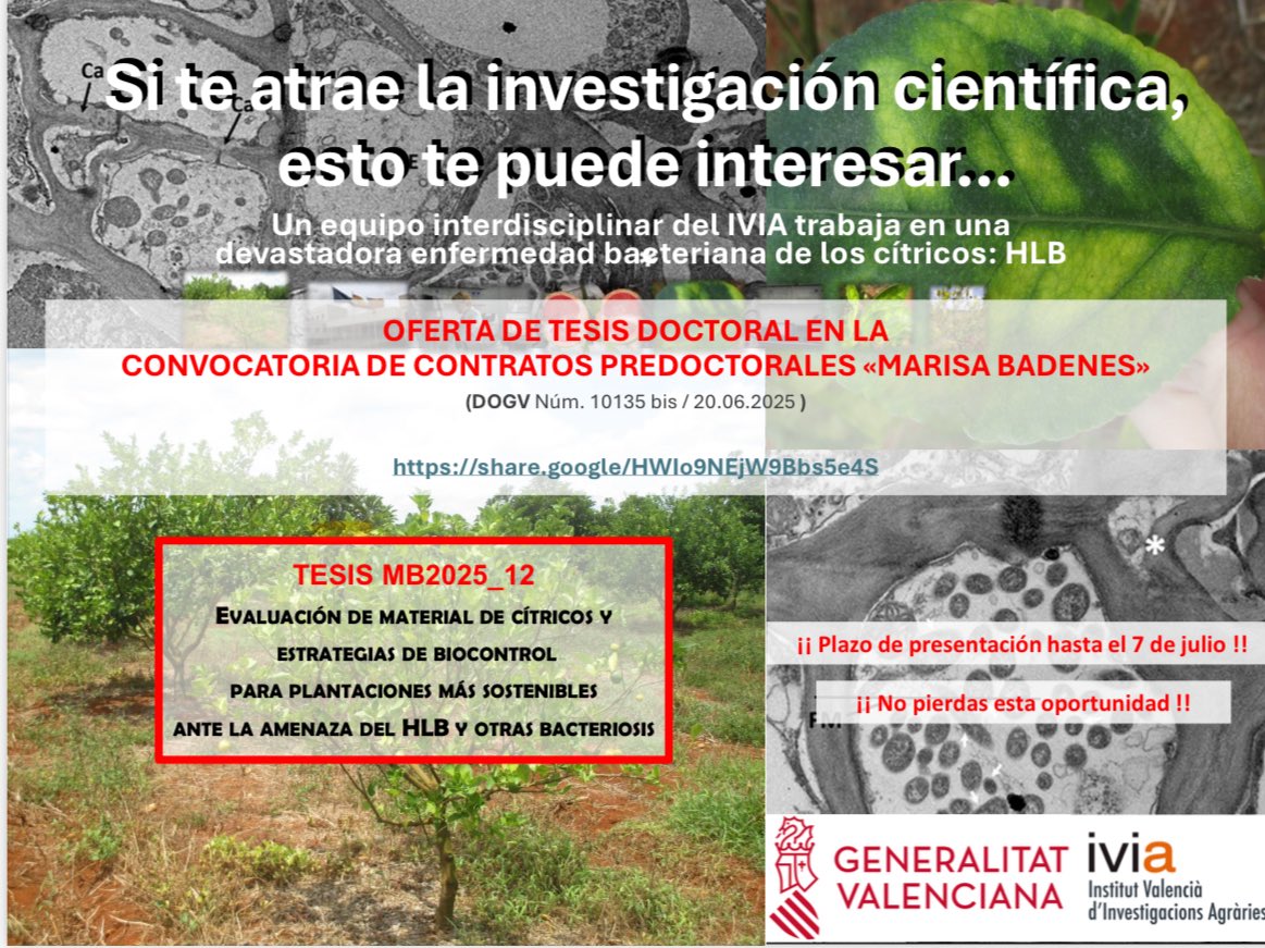 Te apetecería trabajar con bacterias fitopatógenas? 🍊

Hecha un vistazo q la convocatoria de contratos predoctorales en el marco del programa “Marisa Badenes 2025”

ivia.gva.es/es/inici/-/ass…