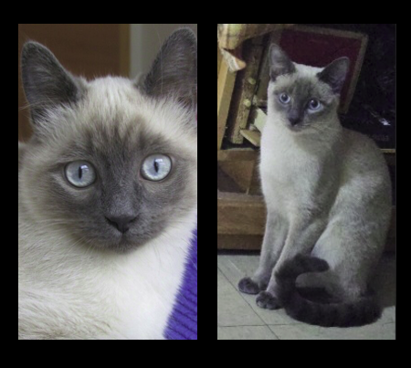 Silver es una hermosa siamesa punto azul que busca un hogar. Sufrió en la calle por lo que inicialmente será tímida pero sintiéndose segura será una leal y amorosa compañía. Para adoptarla escriban por Whatsapp al 55 2518 1402 o por e-mail a adopcion.gatos.cdmx@gmail.com.