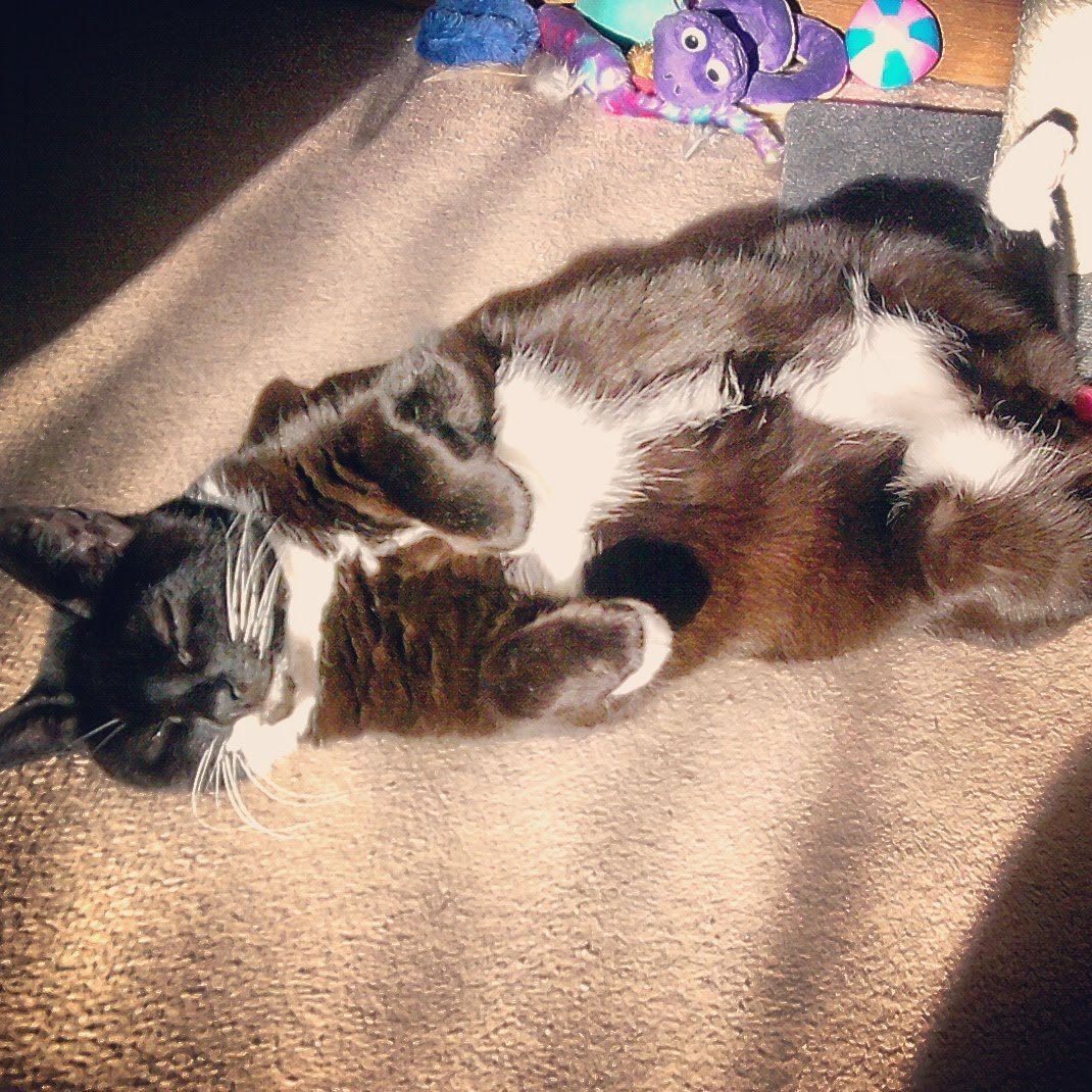 After seeing what I've seen on here I'm just going to post this beautiful girl aka me!!! I need to see pretty things to  remind me of the good in this world.