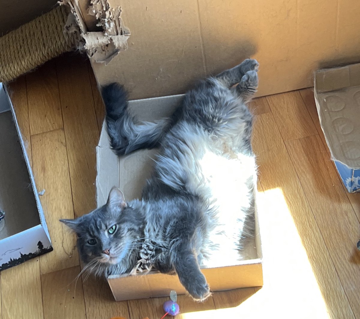 Just a sport pepper in a box.