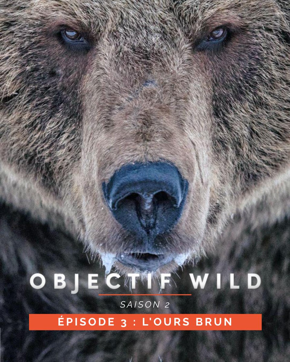 🐍 L’Anaconda géant
🐆 Le Jaguar
🐻 L'Ours brun

3 prédateurs iconiques
3 face-à-face intenses

Rodolphe Guignard s'apprête à les approcher d'une façon inédite.

Découvrez #ObjectifWild – Saison 2 - Bientôt sur <a href="/Ushuaia_TV/">Ushuaïa TV</a> !