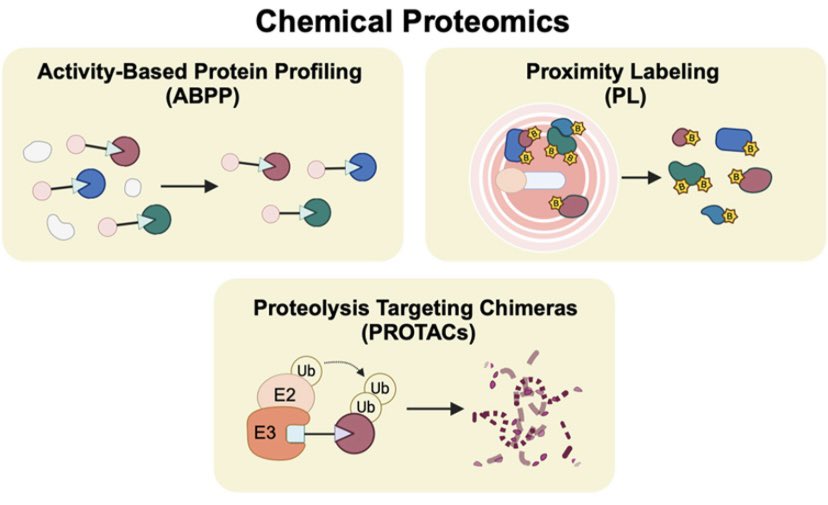 LiResearch's tweet image. Check out our latest review, featuring recent advances in chemical labeling strategies, including activity-based protein profiling (ABPP), proximity labeling (PL), and proteolysis-targeting chimeras (PROTACs) 🥳🥳🥳 Congrats @PK_Liu_ and Zicong 🎉🎉
Link: doi.org/10.1016/j.cbpa…