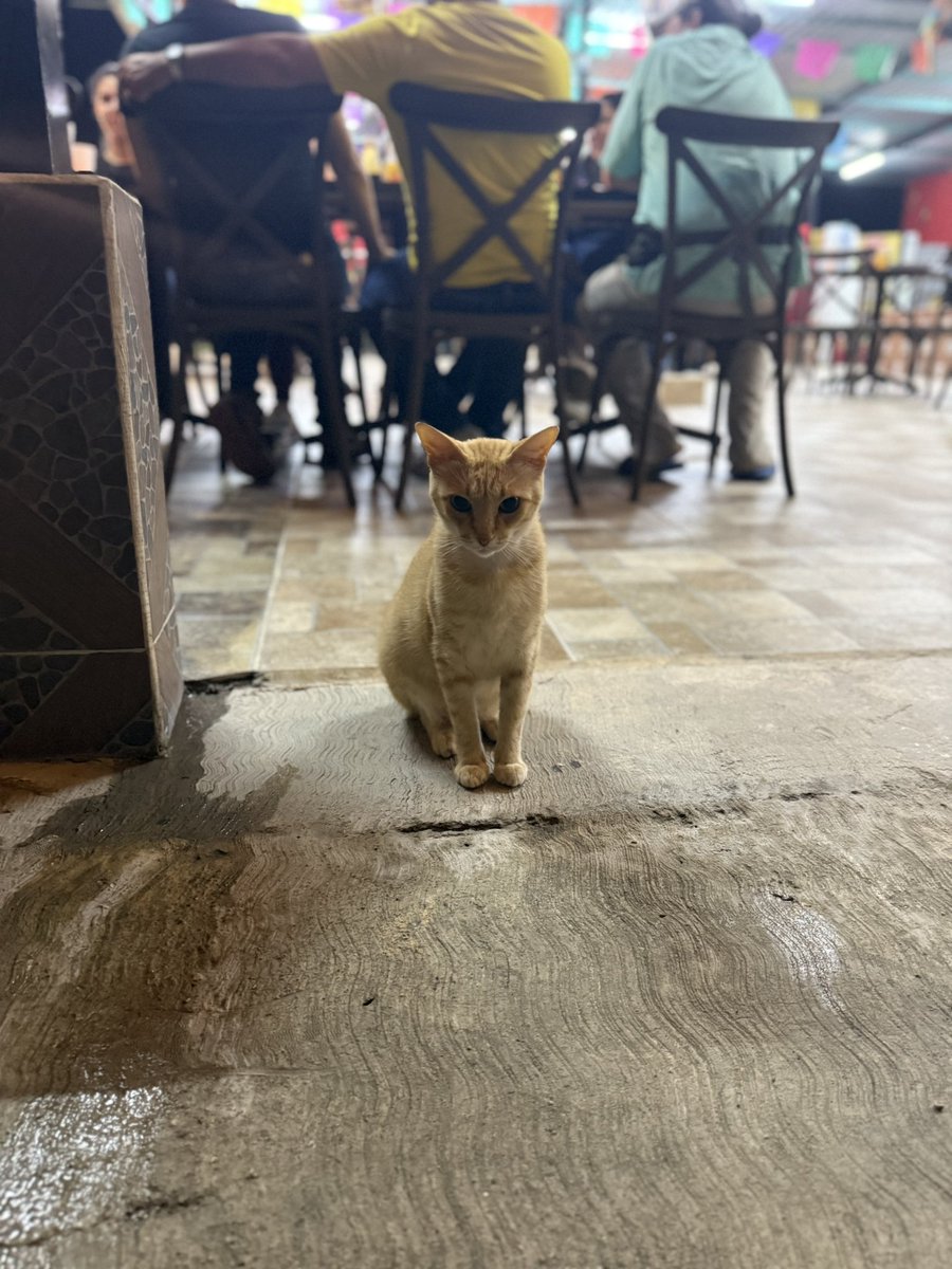 Lalo Sáenz (@lalomon77) on Twitter photo 