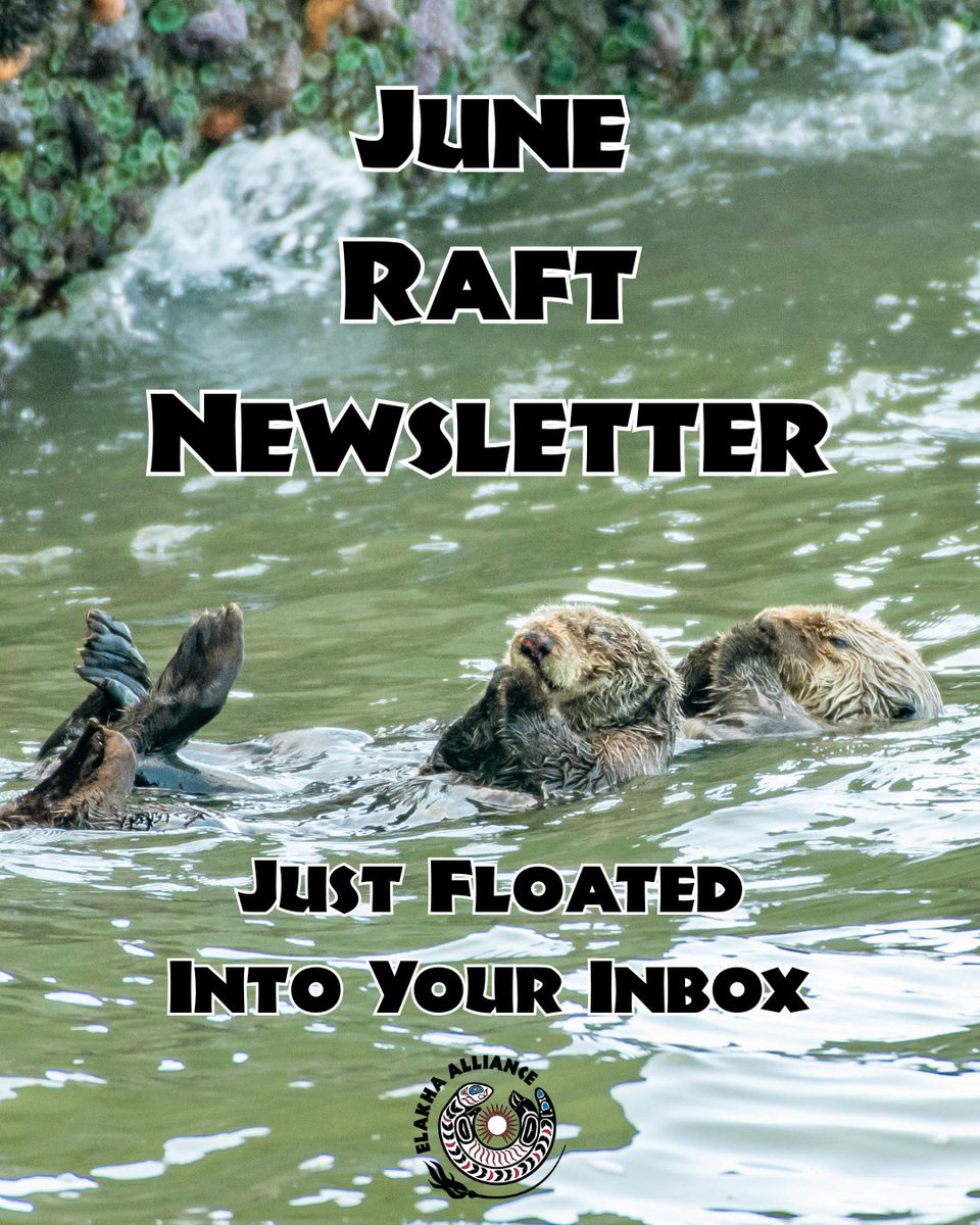 ElakhaA's tweet image. The best surprise on a Friday morning is the Elakha Alliance RAFT newsletter floating straight to the top of your inbox 📬

🥺 Did you not receive it? Sign up here to stay informed: elakhaalliance.org/get-involved/s…

📸: Courtney Edwards #seaotters #ocean #seaotter #oregon #oregoncoast