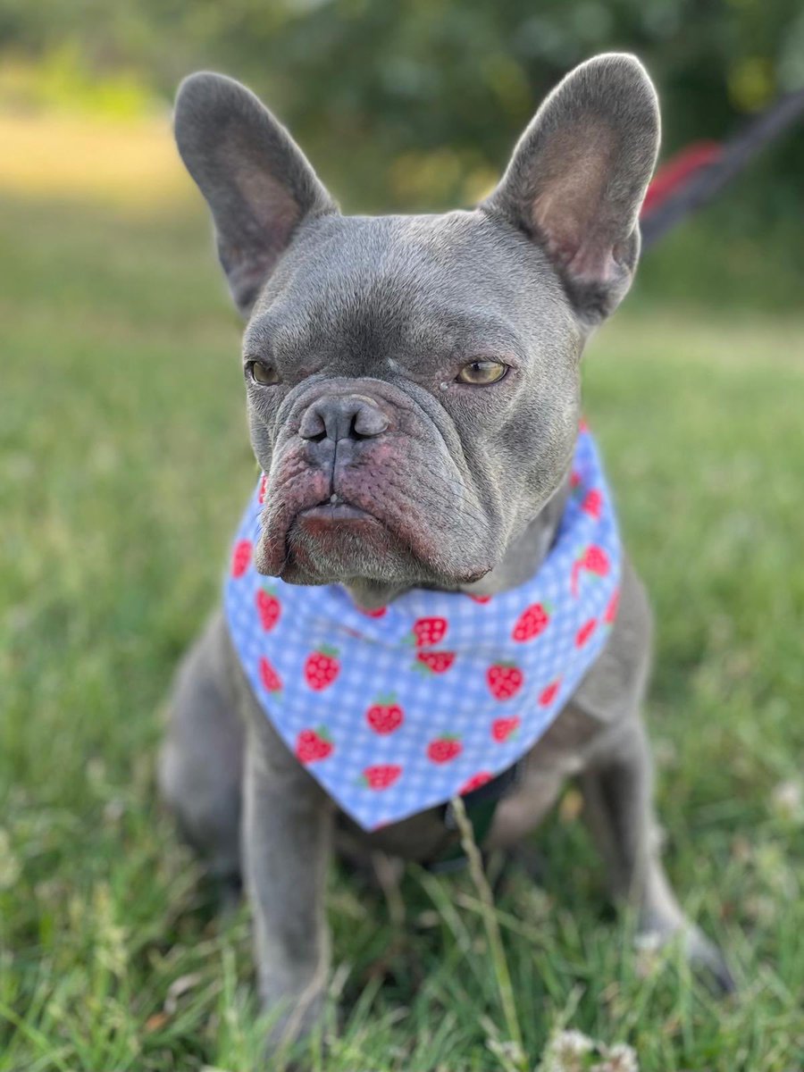 AllDogsMatter's tweet image. Hello, my name is Claude as you can see, I’m a very handsome French Bull dog looking for a new forever home. Could that be you ? 🇫🇷 🐾
