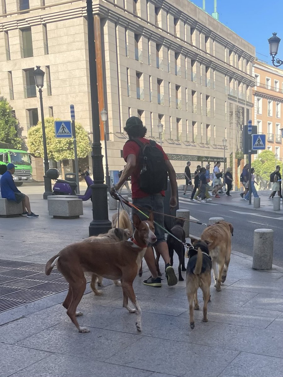 Antes, en verano, los niños iban a los campamentos urbanos. Ahora van los perros. Seguimos dando pasos para la extinción.
