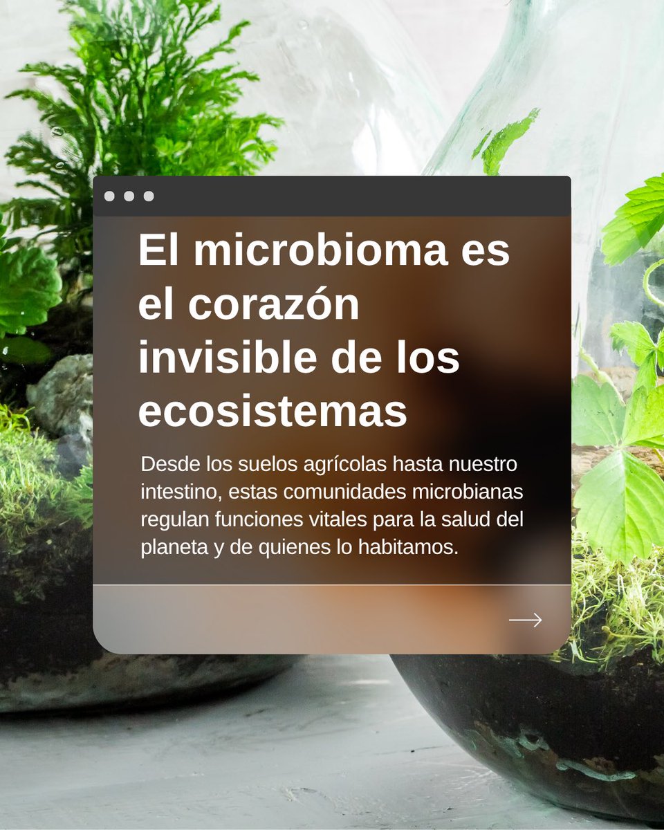 CSB_UNAB's tweet image. 🔬 Aunque invisibles, los microbiomas son fundamentales para la vida en la Tierra. Estas comunidades de microorganismos habitan en el suelo, el agua, los alimentos… y también en nuestro cuerpo.
Conoce más en 👉 agrosimbiosis.cl/lineas-de-id/o…