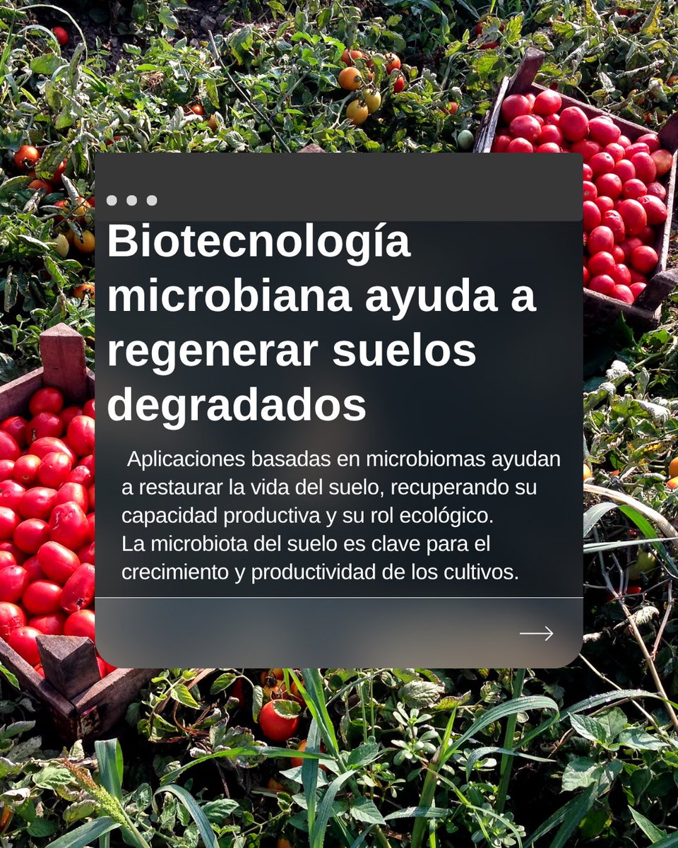CSB_UNAB's tweet image. 🔬 Aunque invisibles, los microbiomas son fundamentales para la vida en la Tierra. Estas comunidades de microorganismos habitan en el suelo, el agua, los alimentos… y también en nuestro cuerpo.
Conoce más en 👉 agrosimbiosis.cl/lineas-de-id/o…