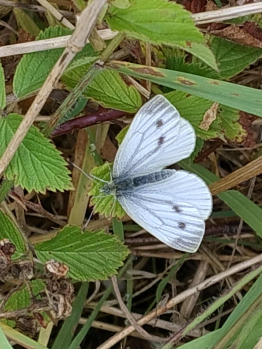 Q: Want to see some butterflies? 🦋 

Of course you do! 

Thanks Pat Thomson 📸

Beautiful! 🦋