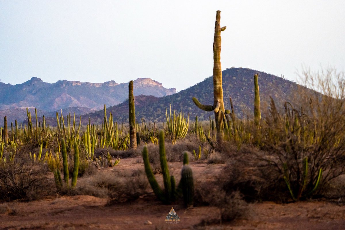 GGerardox2's tweet image. Desierto de Sonora.